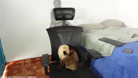 kite__ online show from 12/23/24, 03:44