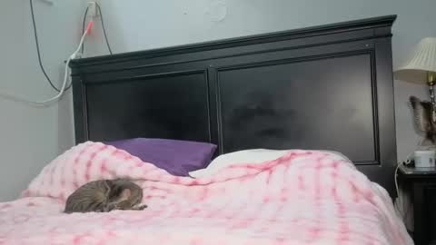 Snapshot of kittykat_1999 chatting on 02/26/26, 05:06 kittykat 1999 online show from 02/26/26, 05:06