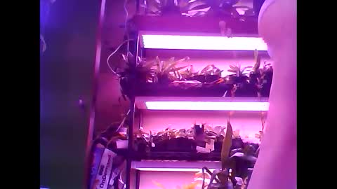 krookedorchid online show from 01/15/26, 11:48