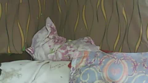 LadyXSnakes online show from 02/11/25, 06:08