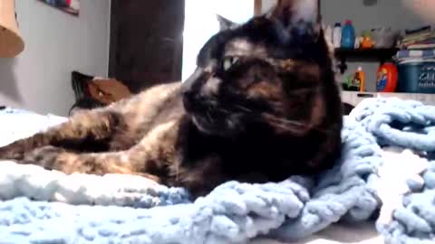 Lance online show from 03/11/26, 11:11