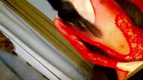 latrina_ online show from 03/05/26, 03:08