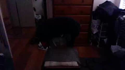 Pussylicker online show from 02/23/25, 09:55