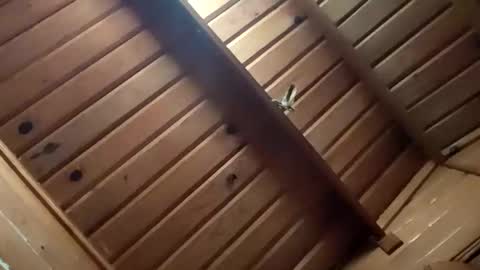 leskator9 online show from 11/02/25, 05:10