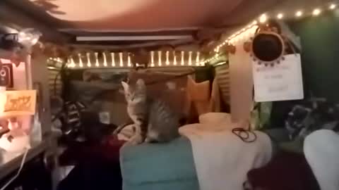 LesleyGumGrass- The Boring Trans girl online show from 12/18/25, 03:56