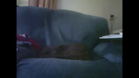 lion160868 online show from 11/28/25, 09:23