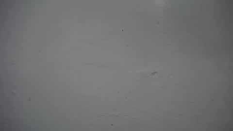 Snapshot of lisa_branch chatting on 11/16/25, 12:33 lisa_branch online show from 11/16/25, 12:33