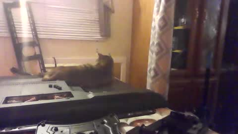 Snapshot of littlegrey376 chatting on 02/18/26, 07:15 littlegrey376 online show from 02/18/26, 07:15