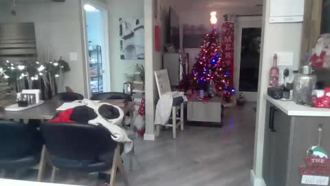 logan_rex_3 online show from 01/07/26, 07:11