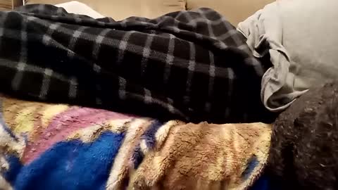 looking4bush online show from 12/01/24, 07:36