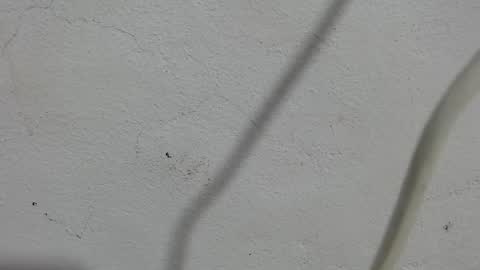 Frank and Nathy  online show from 09/11/25, 03:56