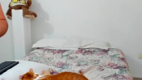 luara__01__lecat_1 online show from 02/11/26, 10:53