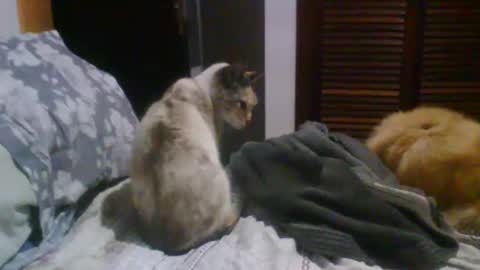 lucas online show from 10/19/25, 09:37