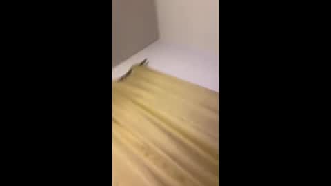 luis132578 online show from 11/22/25, 12:37