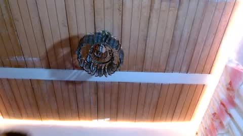 Bella Maidi online show from 02/22/25, 12:08