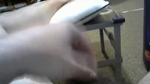 Snapshot of manumanu8585 chatting on 02/03/26, 01:38 manumanu8585 online show from 02/03/26, 01:38