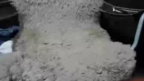 Snapshot of maximus_oreally chatting on 01/07/25, 02:19 Max online show from 01/07/25, 02:19