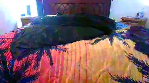 Max online show from 02/17/26, 01:46