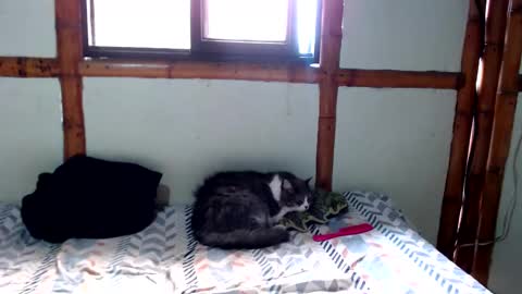 Snapshot of miahells chatting on 11/24/25, 04:18 Mia Sam online show from 11/24/25, 04:18