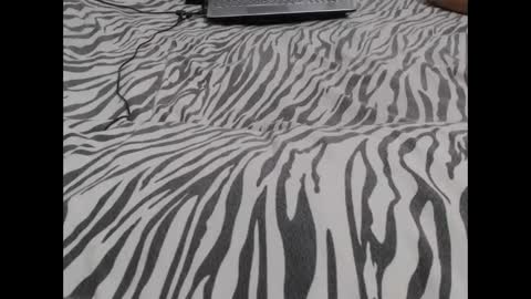 Snapshot of mollyandbra chatting on 12/03/24, 03:09 Molly And Brad online show from 12/03/24, 03:09