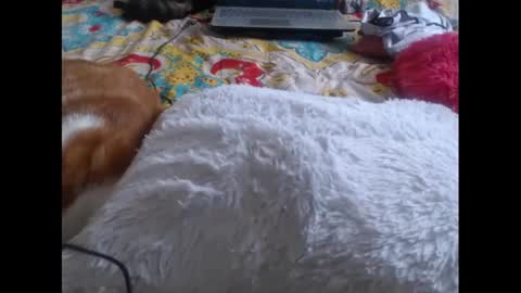 Snapshot of mollyandbra chatting on 02/05/25, 09:29 Molly And Brad online show from 02/05/25, 09:29