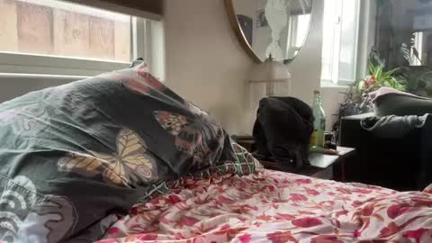 moreplease413 online show from 12/27/24, 08:18