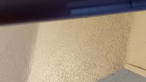 melissa online show from 03/02/26, 07:32