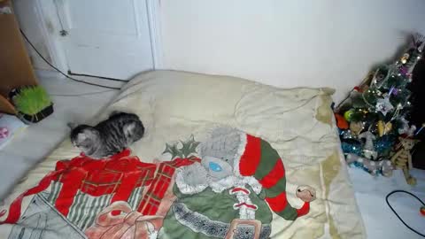 Muse Ali  online show from 12/30/24, 08:15