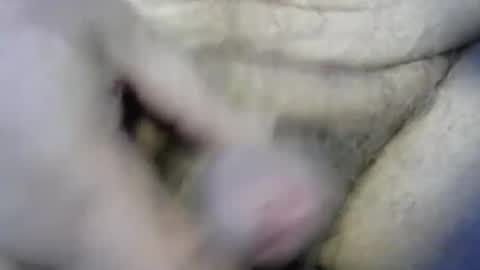 ogasmbyoral online show from 12/04/24, 12:47