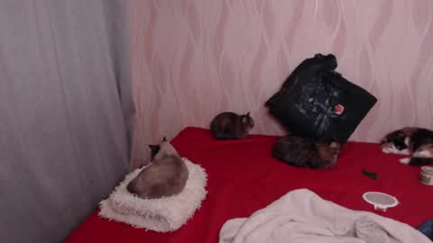 Olivia online show from 12/17/24, 08:54