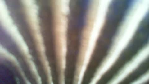 ontgrown online show from 01/06/25, 07:13