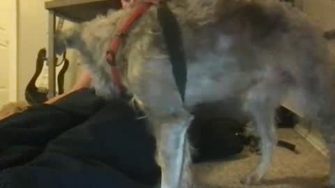 rossignol online show from 01/22/25, 04:44