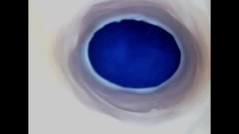 Paula 18 Aninhos online show from 03/10/26, 06:29