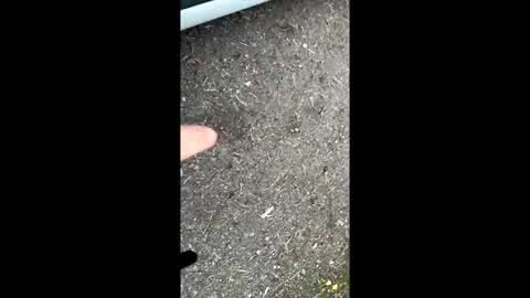 pete444555 online show from 09/26/25, 05:44