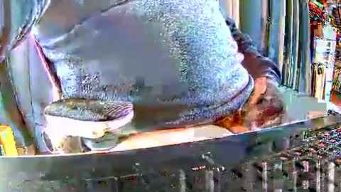 Snapshot of philache04 chatting on 12/15/25, 09:46 Gabu online show from 12/15/25, 09:46