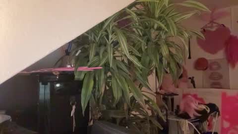 pinkfag online show from 03/31/26, 05:57