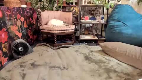 Goddess Pluto online show from 01/19/25, 10:06