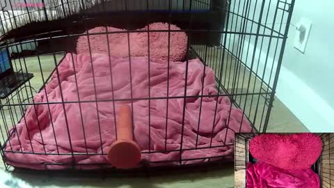 PrIncessJulia0X online show from 02/03/26, 02:53