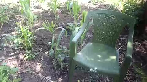 Snapshot of purebae chatting on 11/12/25, 08:59 purebae online show from 11/12/25, 08:59