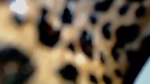 cindy online show from 02/04/26, 10:36