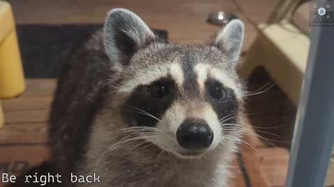 Ryan aka KeylimeRy online show from 02/05/25, 02:37