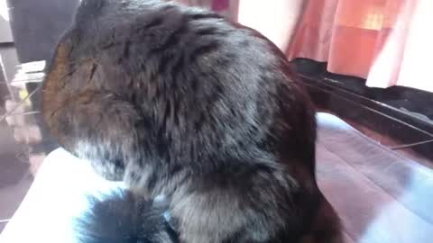 sasha start online show from 03/01/26, 02:52