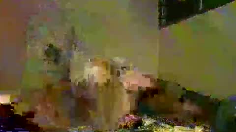 savagetonguee online show from 12/05/25, 08:05