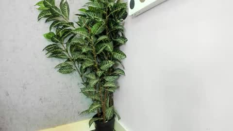 Scarlett 3 online show from 02/26/26, 03:05