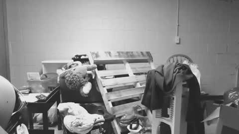 sexyshavenboi online show from 01/17/26, 12:54