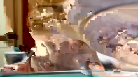 sexyy_red08 online show from 11/02/25, 06:49