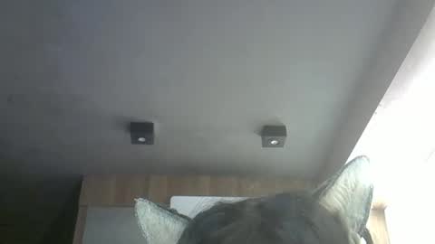 Snapshot of skinnykittencam chatting on 05/12/26, 11:51 skinnykittencam online show from 05/12/26, 11:51