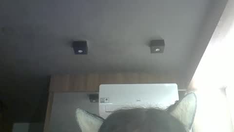 Snapshot of skinnykittencam chatting on 05/16/26, 10:36 skinnykittencam online show from 05/16/26, 10:36