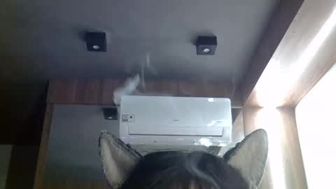 Snapshot of skinnykittencam chatting on 05/20/26, 02:45 skinnykittencam online show from 05/20/26, 02:45