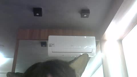 Snapshot of skinnykittencam chatting on 06/26/26, 12:59 skinnykittencam online show from 06/26/26, 12:59